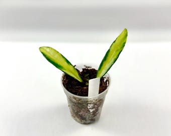 2" Hoya wayetii variegata (1) 9/2025