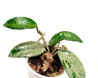 Hoya carnosa Wilbur Graves 3.5"