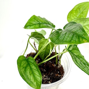 May include: A small, potted plant with vibrant green leaves. The plant is in a clear plastic pot filled with soil. The leaves have a textured appearance with visible veins. The background is plain white.