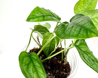 2.5-4" Monstera siltepecana props in coco peat/chunk mix***Grower's Choice***