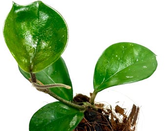Hoya Krimson Princess *Reverted* 3"