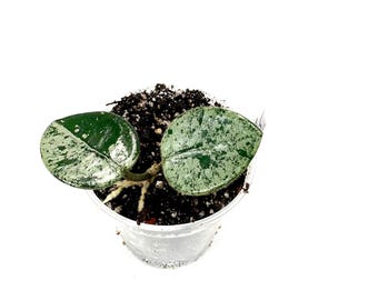 1" Hoya matilde Splash ***Grower's Choice***