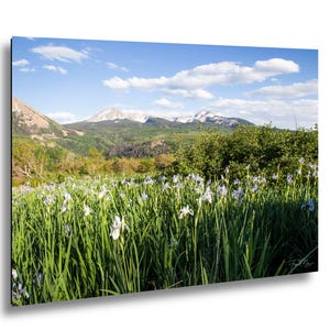 Può includere: Fotografia di un paesaggio con un campo di erba verde alta e fiori bianchi e viola in primo piano. Lo sfondo mostra una catena montuosa con cime innevate sotto un cielo blu con nuvole bianche. Scena naturale.