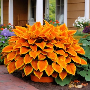 Könnte beinhalten: Eine leuchtend orange-gelbe Pflanze mit großen, herzförmigen Blättern. Die Pflanze steht in einem Terrakotta-Topf vor dem Hintergrund eines Hauses und anderer bunter Blumen. Die Blätter haben einen auffälligen Farbverlauf.