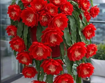 Red Weeping Jasmine Seeds Fragrant Climbing Flower Vine Garden Plant