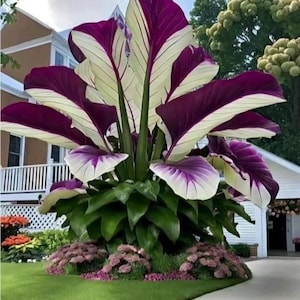 house plants with blooms Pink Anthurium Houseplant with Planter - Small (12
