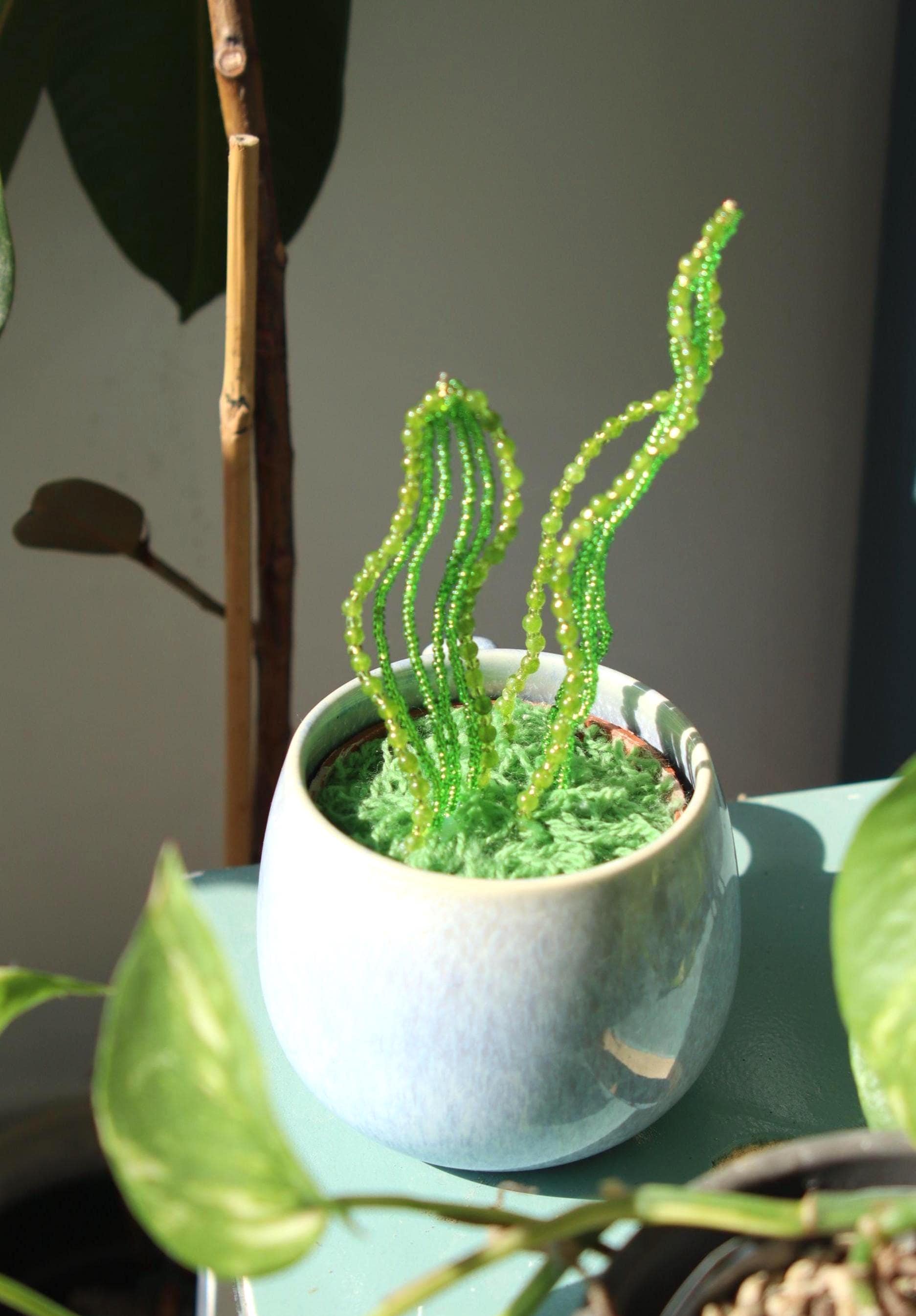 Zimmerpflanze geschenke - Etsy.de
