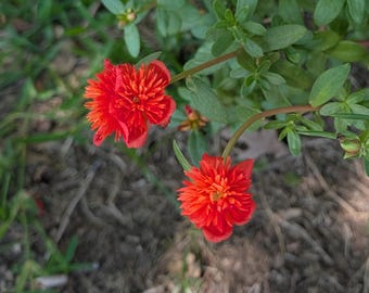 Red Fluffy Purslane Cuttings – Portulaca umbraticola Ornamental Plant