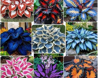 Hosta Plants | Bold Colorful Hardy Perennials for Garden & Home | Seeds