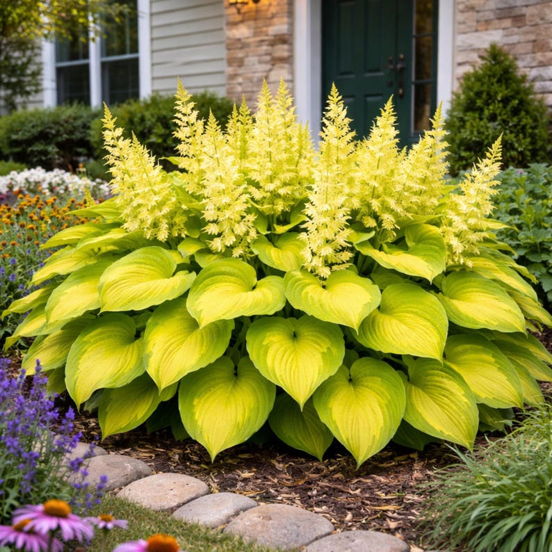 May Hosta Exotic Hosta Seeds Mix – Bold Colorful Shade Plants for Gardens - Etsy