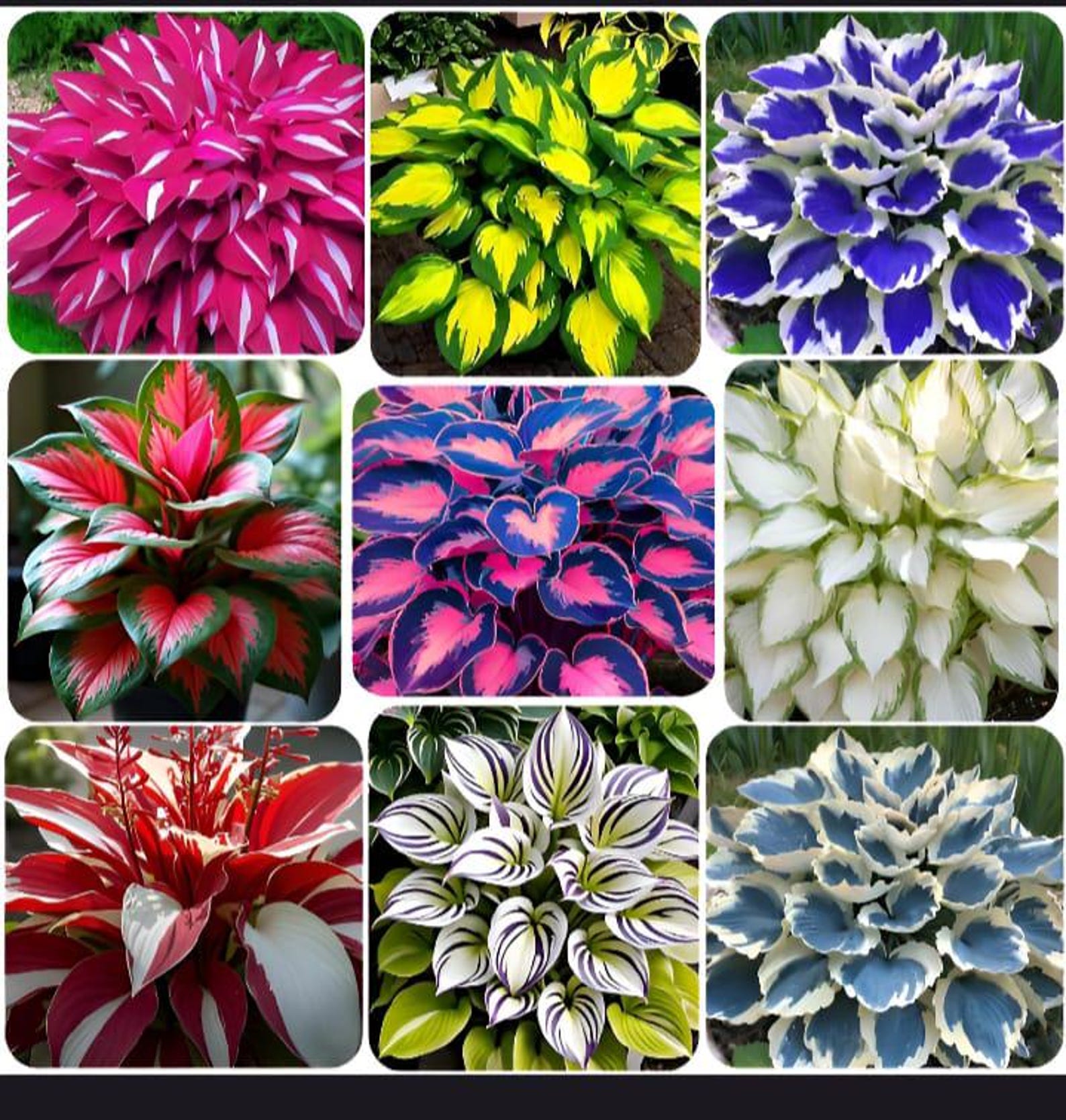 Rare Hosta Seeds | Colorful Variegated Perennial Foliage | Shade Garden