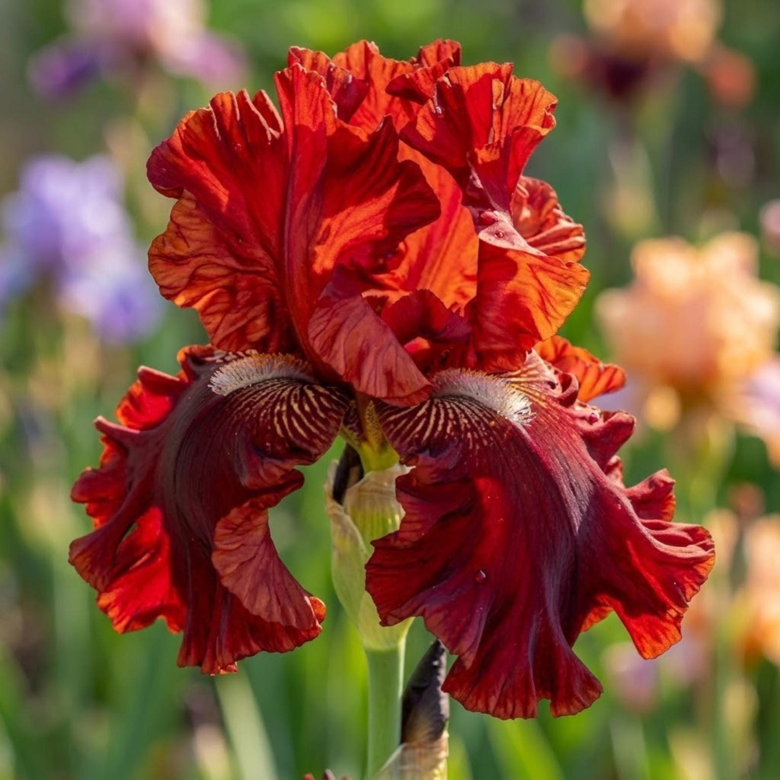 Red Rabbit Iris Rare Deep Red Bearded Iris Seeds | Crimson Velvet Gothic Flower Seeds ...