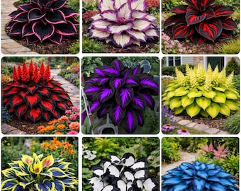 Exotic Mixed Hosta Seeds – Rare Color Perennial Plants for Bold Shade Garden Foliage