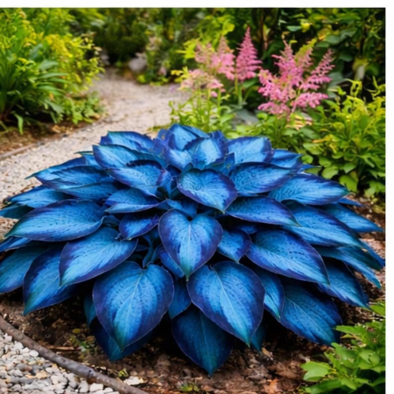 May Hosta Mixed Color Hosta Seeds | Shade-loving Perennial for Garden, Shade ...