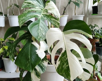 Rare Monstera Albo Variegated  Plant Seeds | Stunning White Variegation, Collector Houseplant, Indoor Tropical Plant & Unique Plant Gift