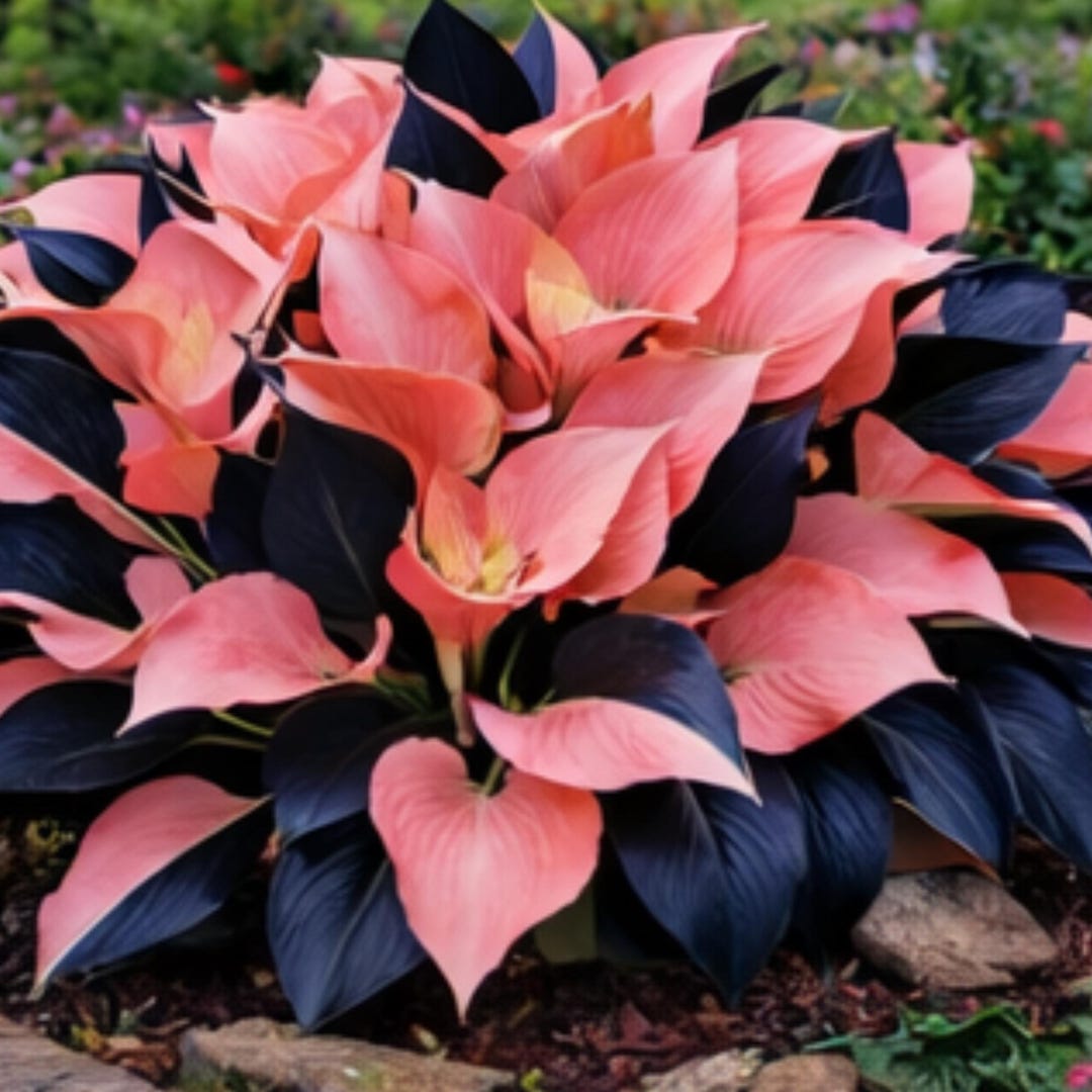 Pretty In Pink Hosta Pink Hosta Seeds – Black and Pink Leaf Perennial Plant for Shade - Etsy