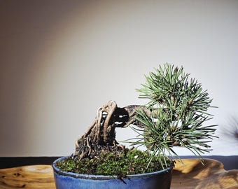 Premium 11-Year Mikawa Japanese Black Pine Bonsai Tree | Seed-Grown | Indoor Outdoor Perfect Gift for Bonsai Enthusiasts