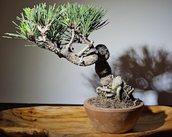 Premium 11-Year Mikawa Japanese Black Pine Bonsai Tree | Seed-Grown | Indoor Outdoor Perfect Gift for Bonsai Enthusiasts