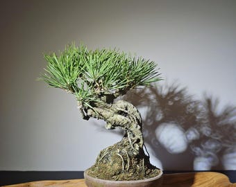 Premium 11-Year Mikawa Japanese Black Pine Bonsai Tree | Seed-Grown | Indoor Outdoor Perfect Gift for Bonsai Enthusiasts