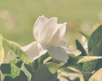 Gardenia, Flower, Nature Photography, Fine Art Photography, 8x10, Matted, Glossy, Floral Photography