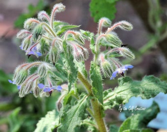 Borage, Flower, Nature Photography, Fine Art Photography, 8x10, Matted, Glossy, Floral Photography