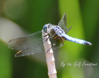 Dragonfly Fine Art Print, Nature Photography, Insect, Glossy, Fine Art Photography, 8x10, Matted