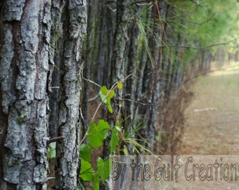 Pine Trees,8X10 Giclee Canvas Print, Fine Art Print, Home Decor, Nature Photography, Green, Gallery Wrap