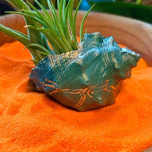May include: A teal seashell planter with gold accents, holding a vibrant green air plant. The planter sits on a bed of bright orange sand, creating a striking contrast. The air plant has long, slender green leaves.