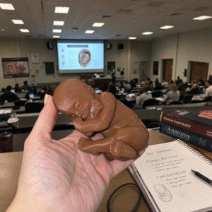 May include: A brown anatomical model of a human foetus in a classroom. The model is held in a hand, with a notebook and textbooks in the foreground. A projector screen displays an image of a foetus.
