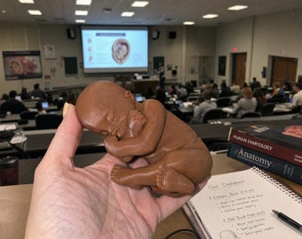 Anatomical Fetal Model, Pregnancy Education Teaching Tool, 3D Fetal Anatomy Model, Sonography Nursing & Medical Student Study Aid