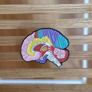 Könnte beinhalten: Ein bunter Emaille-Pin in Form eines menschlichen Gehirnquerschnitts. Das Design zeigt verschiedene Bereiche, die mit Text beschriftet sind, darunter frontal lobe, limbic lobe, corpus callosum, hypothalamus, thalamus, parietal, occipital, temporal, pons und cerebellum.