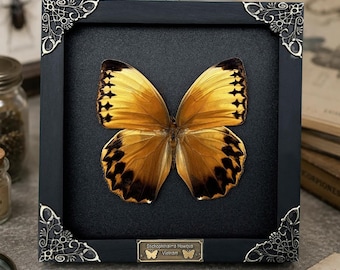 Butterfly Taxidermy Framed, Real Jungle Queen Butterfly Specimen, Vintage Natural History Wall Art, Insect Shadow Box Display, Gift for Her