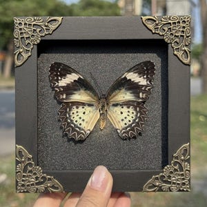 May include: A framed butterfly specimen. The butterfly has cream, black, and white patterned wings. The black frame has ornate corner accents. The background is a dark gray textured material.