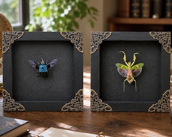 Real Blue Bee & Praying Mantis Taxidermy Set of 2 Framed Insects Gothic Home Decor Entomology Shadow Box Oddities and Curiosities