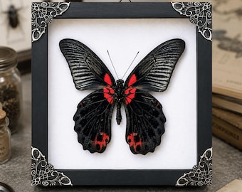 Real Butterfly Taxidermy, Papilio memnon Specimen, Dried Insect Frame Art, Gothic Home Decor, Halloween Gift for Her