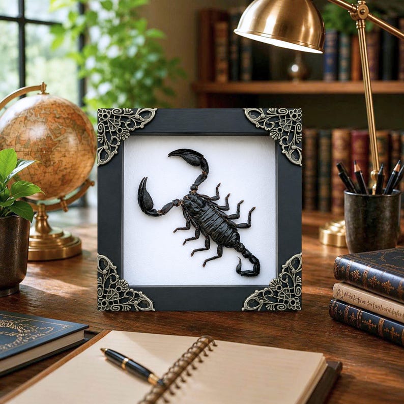 May include: A square black frame with ornate silver-toned metal corner accents containing a preserved black scorpion specimen centered on a white background. The frame features a smooth matte finish and intricate filigree detailing on each corner.