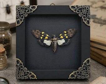 Real Speckled Black Cicada, Gaeana Maculata Specimen, Authentic Quality, Framed Taxidermy Bug for Collection or Wall Decor