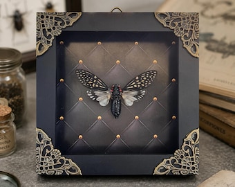 Real Cicada Taxidermy in Shadow Box, Framed Dried Spread Wings Specimen, Gothic Home Decor, Oddities and Curiosities, Gift for Him