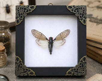 Real Cicada Taxidermy Framed, Red Eyed Cicada, Spread Wings Insect Specimen, Entomology Bug Display, Oddities and Curiosities