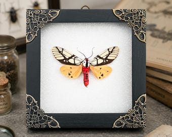 Real Tiger Moth Frame, Real Framed Butterfly, Insect Taxidermy, Meaningful Nature Gift, Unique Gift for Her, Elegant Wall Decor