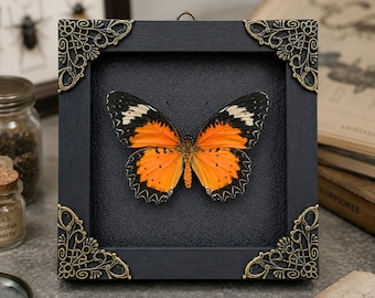 Framed Leopard Lacewing Butterfly, Real Cethosia Cyane Taxidermy, Insect Art Wall Hanging Decor, Oddities Gift for Her, Mom