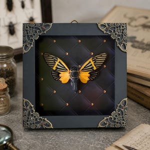 May include: A square shadow box frame with ornate gold-toned metal corner accents containing a preserved cicada specimen. The insect features black and bright yellow wings with distinct veining, displayed against a dark quilted-style background.