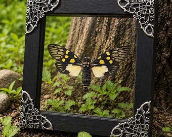 Real Butterfly Cicada in Transparent Frame, Gaeana Maculata, Double Sided Glass Frame, Floating Taxidermy Insect for Collection or Display