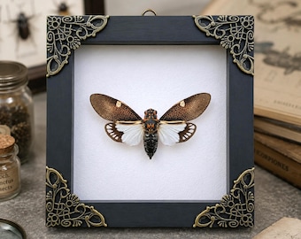 Real Insect Bug Taxidermy, Framed Cicada Specimen, Spread Wings Shadow Box Wall Art, Gothic Home Decor, Entomology Gift