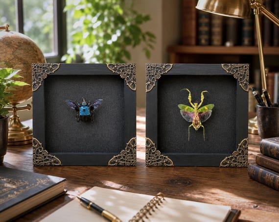 Real Blue Bee & Praying Mantis Taxidermy Set of 2 Framed Insects Gothic Home Decor Entomology Shadow Box Oddities and Curiosities