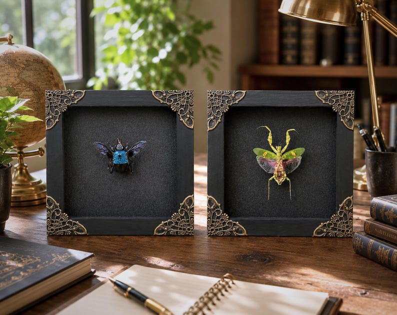 May include: Two square black frames with ornate gold-toned corner accents. The left frame displays a dark blue and black beetle specimen. The right frame displays a green and pink mantis specimen. Both insects are mounted on black backgrounds.