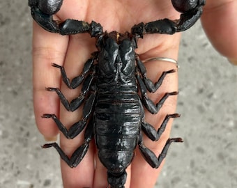 Real Scorpion Specimen Heterometrus Laoticus, Black Scorpion Taxidermy, Oddities Curiosities, Dried Insect Display