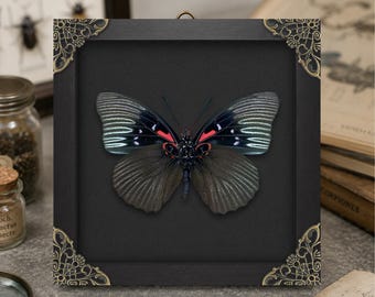 Real Butterfly Taxidermy, Black Empress Sasakia Funebris, Framed Insect Butterfly Specimen Art, Entomology Wall Decor, Nature Gift