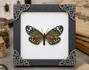 Moth Taxidermy, Framed Real Moth Specimen, Rare Red Zygaenid Moth, Gothic Decor, Oddities Gift-Campylotes Histrionicus