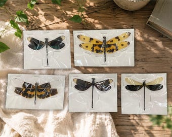 5 Dragonfly Damselfly Mixed Specimens, Pinned Real Insect Collection, Entomology Display, Taxidermy Art, Jewelry Making, Frame Art